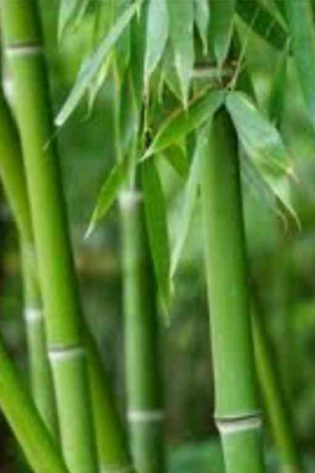 kvapnus-aliejus-bambukas