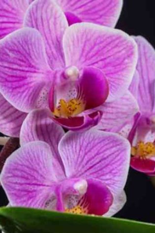 Kvapnus- aliejus -Juoda -orchidėja